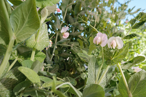 Chinese bean flower