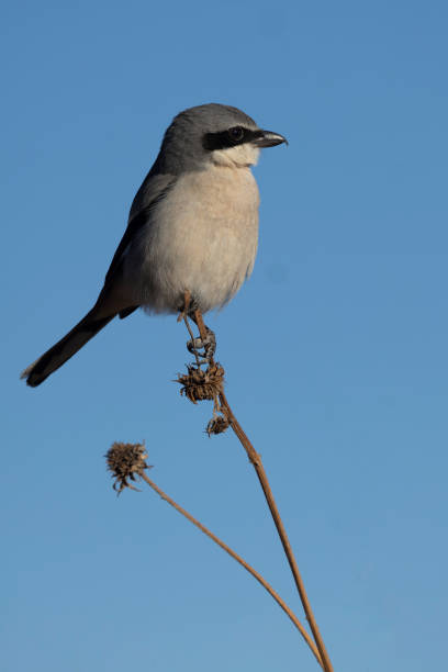 istock Vertical portrait of delicately perched Loggerhead Shrike 2013292875