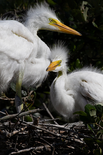 Two, alert baby Great Egrets are watchful wild babies in their twig nest in Florida, St. Augustine, rookery sanctuary;