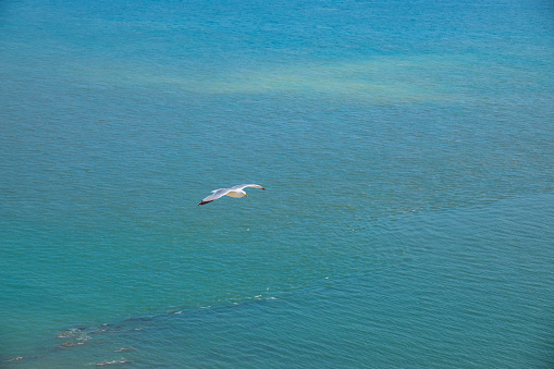 A seagull in flight over the wavy blue ocean off the southern coast of England. White seabird soaring along windy cliff coastline. Beautiful sunny day for watching birds at Beachy Head peninsula.