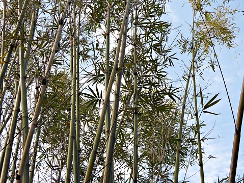 Also known as Slender Bamboo and Clumping Bamboo is a species of bamboo in the Poaceae family that is native to China.