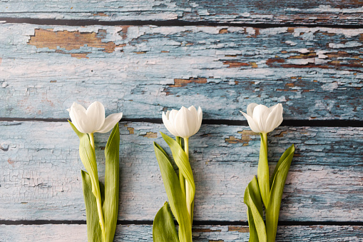 Fresh tulips isolated on blue wooden background. Top view