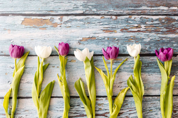 Fresh tulips isolated on blue wooden background. Top view