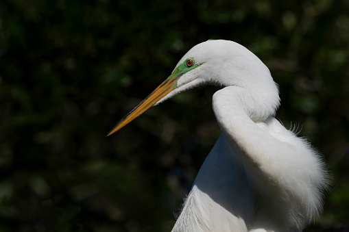 Adult Great Egret turning with neon green facial skin of breeding season showing in portrait against dark natural bokeh background in Florida