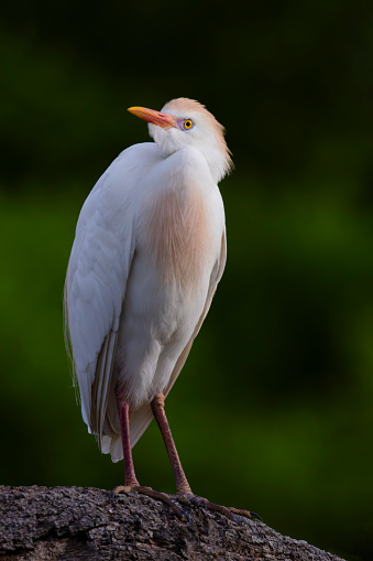 Adult Cattle Egret in breeding plumage in standing portrait cocks head and looks upward at Alligator Farm in St. Augustine, Florida; selected focus with bokeh in vertical format;
