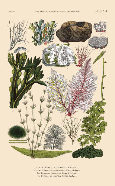 Very Rare, Beautifully Illustrated Antique Engraved Victorian Botanical Illustration of The Plant Kingdom Victorian Botanical Illustration published in 1853. Copyright has expired on this artwork. Digitally restored.