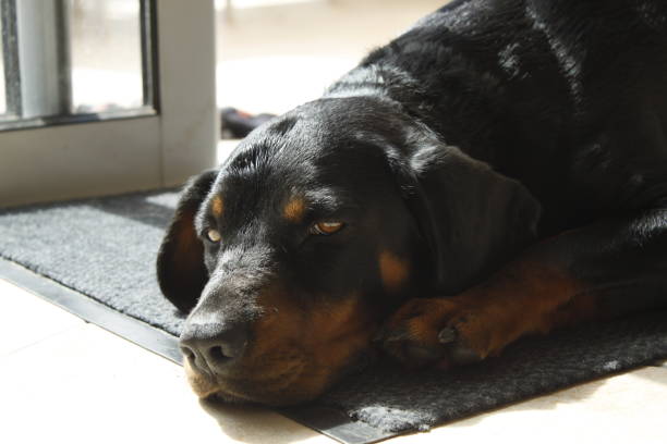 istock Large dog resting in the sun near a door 2013319599