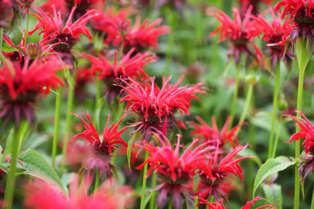 scarlet red monarda beebalm, commonly known as bergamot or squaw, in flower - beebalm photos et images de collection