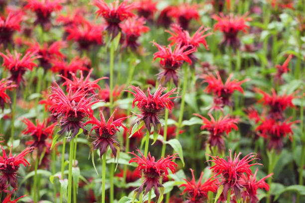 scarlet red monarda beebalm, commonly known as bergamot or squaw, in flower - beebalm photos et images de collection