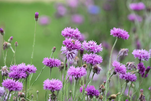 istock Purple Centaurea cyanus cornflower 'Bachelor's button' in flower 2013322777
