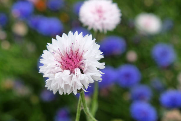 White and pink Centaurea cyanus cornflower 'Bachelor's button' in flower