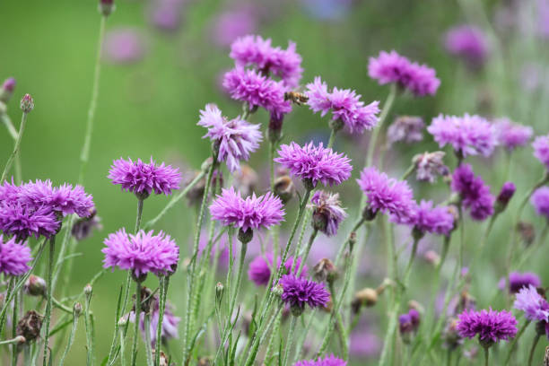 istock Purple Centaurea cyanus cornflower 'Bachelor's button' in flower 2013322796
