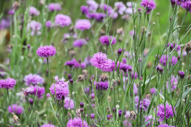 istock Purple Centaurea cyanus cornflower 'Bachelor's button' in flower 2013322797