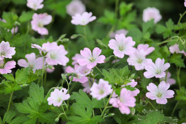 istock Pale pink Hardy Geranium cranesbill 'dreamland in flower 2013328198
