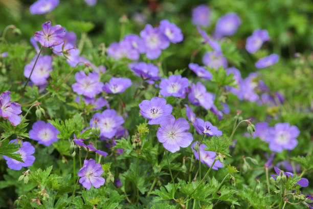 istock Blue Hardy Geranium cranesbill 'Roxanne' in flower 2013328201