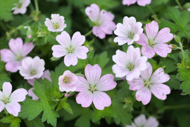 istock Pale pink Hardy Geranium cranesbill 'dreamland in flower 2013328243