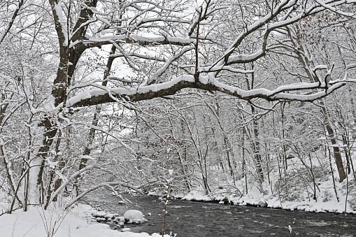 A giant oak tree on the wild and scenic Bantam River in Washington, Connecticut -- under fresh snow. Winter 2024.