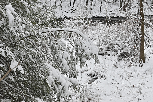 Eastern hemlock (Tsuga canadensis) near a wild New England river, weighed down with fresh snow, with snow-covered shrubs and trees in the background