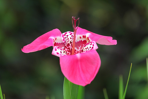 Pink Tigridia Pavonia or peacock tiger flower in flower