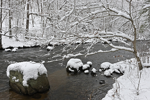 Ironwood, or American hornbeam (Carpinus caroliniana), and boulders under fresh snow on a wild New England river
