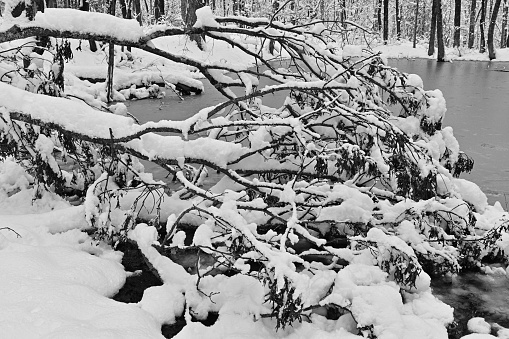 Fallen oak tree and fresh snow at edge of vernal pool in the New England wilderness, winter 2024. Black and white.