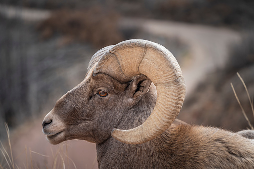 Rocky Mountain Bighorn Sheep. Photo taken in Colorado.