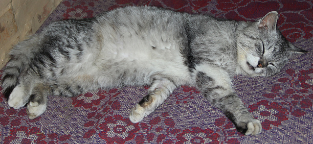 Grey cat laying on carpet in room. Lazy pet at home. Portrait of lying domestic cat. Cat sleeping