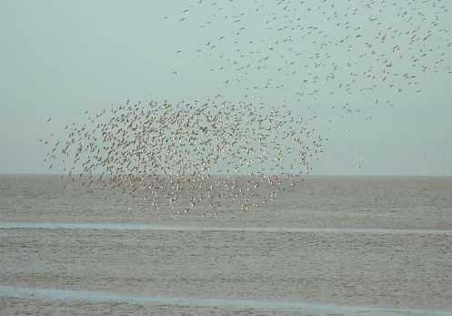 Two murmurations of Dunlin and Knot over the sea on a blue sky day