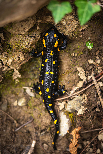 Fire Salamander (Salamandra salamandra) Climbing on Stream Bank, Close-up