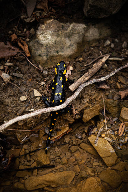istock Fire Salamander (Salamandra salamandra) Coming out of Water 2013355178