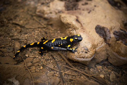 Adult Fire Salamander (Salamandra salamandra) Climbing on the Rock in the Water