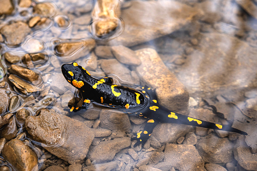 Fire Salamander (Salamandra salamandra) on the Rocky Stream Bank