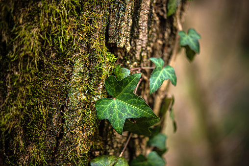 Creeping Ivy (Hedera helix) Plant on Old Tree Trunk