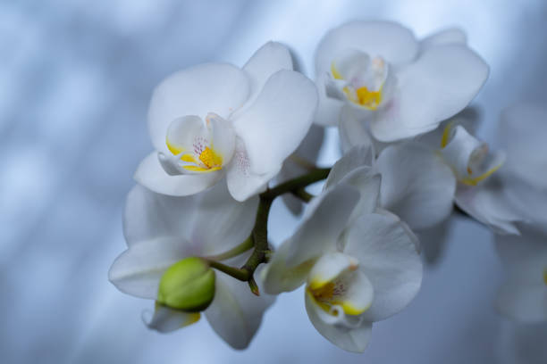 istock White flowers of a blooming orchid, blue background 2013356787