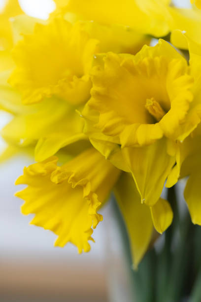Yellow daffodil flowers, spring floral bouquet