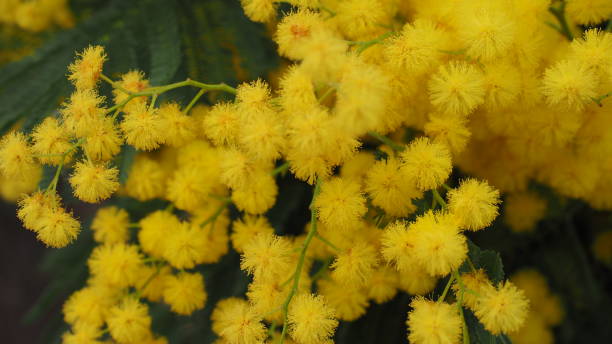 istock Yellow mimosa flowers in a vase rest on a table 2013359806