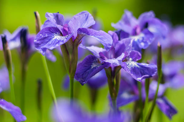 istock Siberian Iris - Iris Sibirica purple flower 2013365321