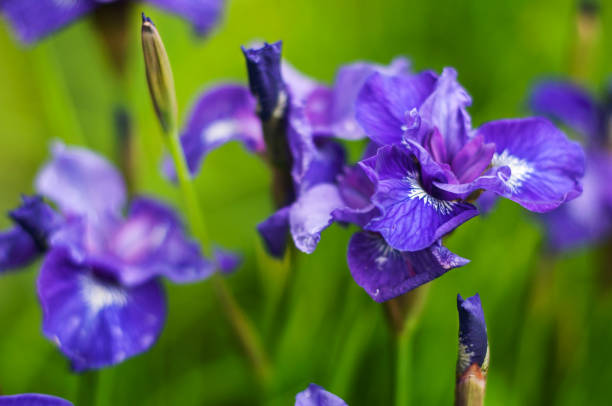 istock Siberian Iris - Iris Sibirica purple flower 2013365837
