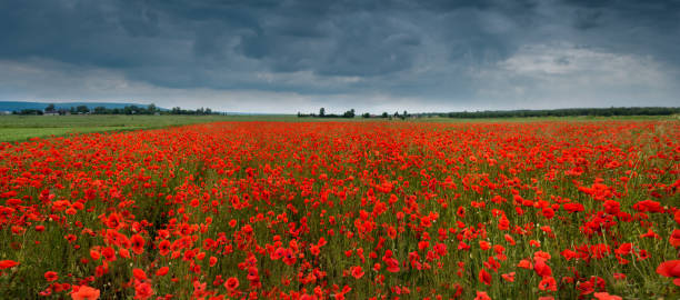 istock Blooming field with wild scarlet poppies during a thunderstorm 2013369028