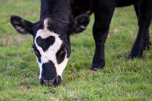 istock the black and white cow has it's head down on the grass 2013369562