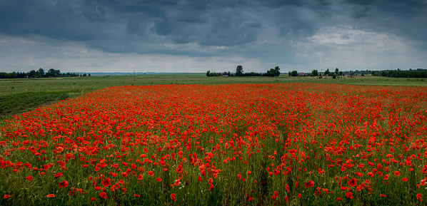 panorama of a field with wild poppies and a stormy sky above it