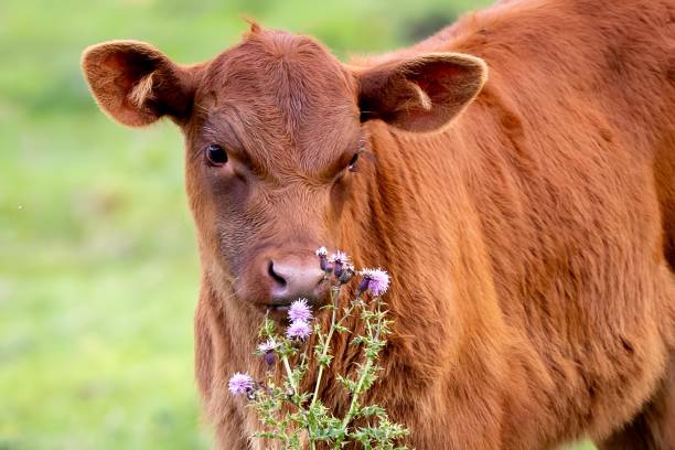 istock there is a small cow eating some grass and flowers outside 2013371184