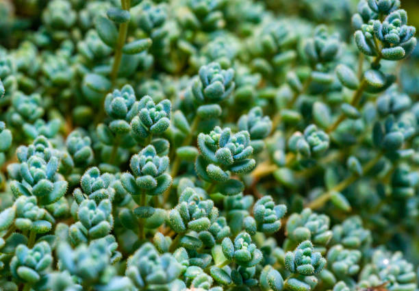 Sedum dasyphyllum - succulent plant with thick succulent leaves