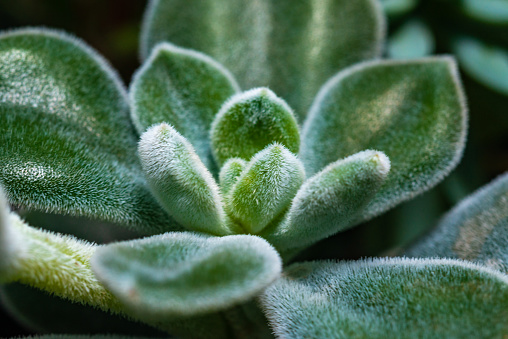 Close-up, succulent leaves of a succulent plant (Echeveria pulvinata) in a botanical collection