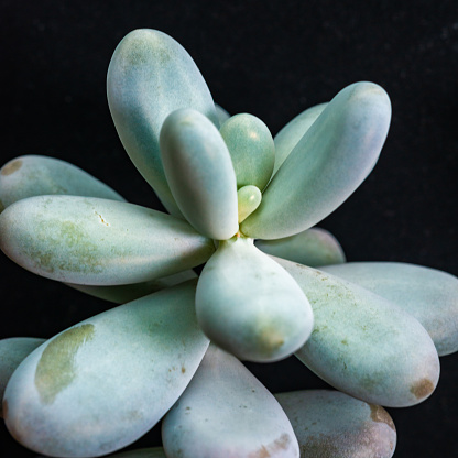 (Pachyphytum sp., 	Crassulaceae), fleshy succulent plant with thick rounded leaves from the collection, Ukraine