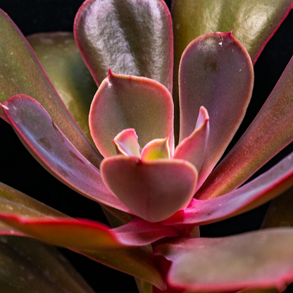 Aeonium sp. - succulent plant with succulent leaves