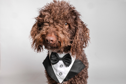 Brown dog wearing a stylish tuxedo with a charming bow tie