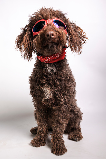 A fashionable brown dog wearing stylish red sunglasses