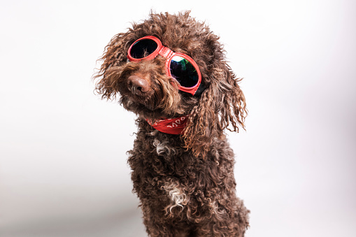 Poodle wearing oversized red glasses on a white background
