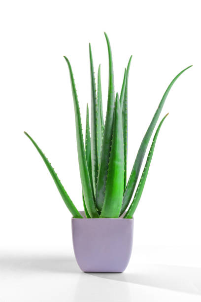 istock aloe vera in garden being cut 2013407366